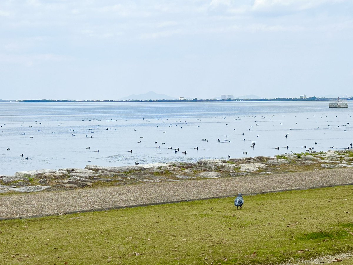 atelierLIB's tweet image. 11月14日の散歩道
鳰という渡り鳥がやってきた！
いよいよ冬支度かなー