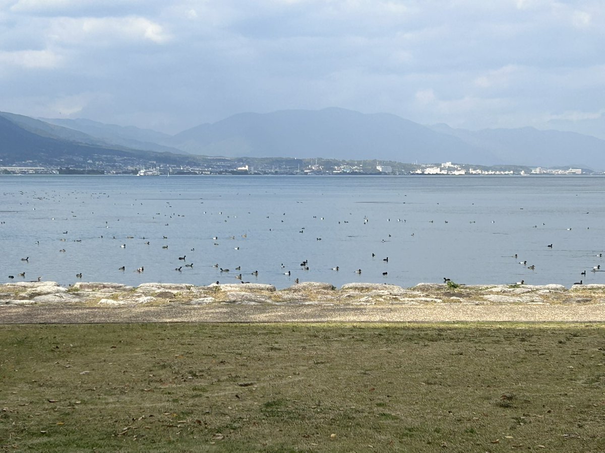 atelierLIB's tweet image. 11月14日の散歩道
鳰という渡り鳥がやってきた！
いよいよ冬支度かなー