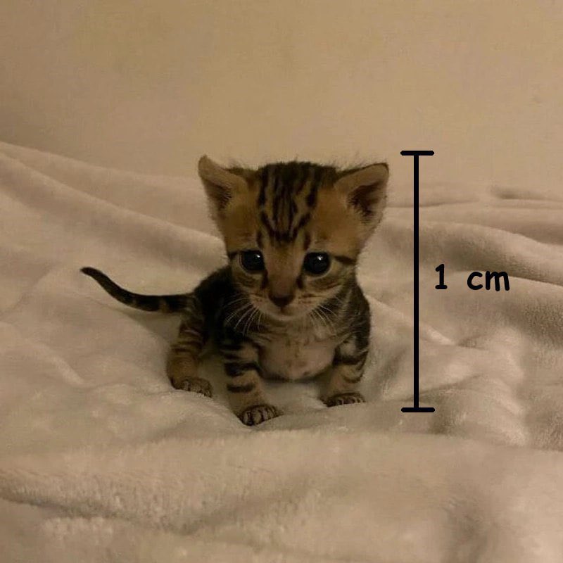 im just a smol cat