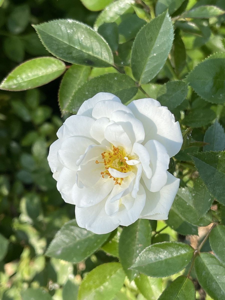 جمال الحياه برضا الله وحب كل شيء يحبه 

#صباح_الخير