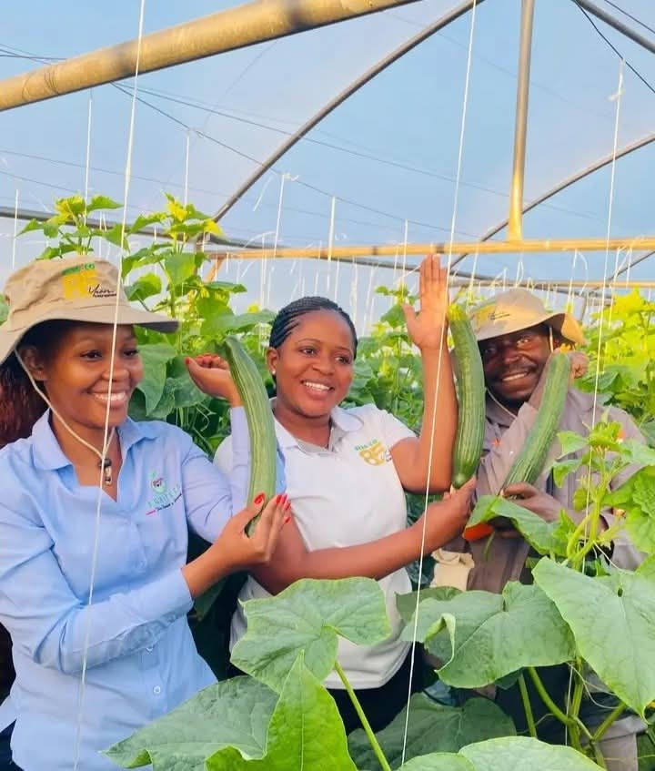 EmmyGisa3's tweet photo. Cucummber takes 30days to harvest  🥒💰 https://t.co/QeiyPfP1Z7