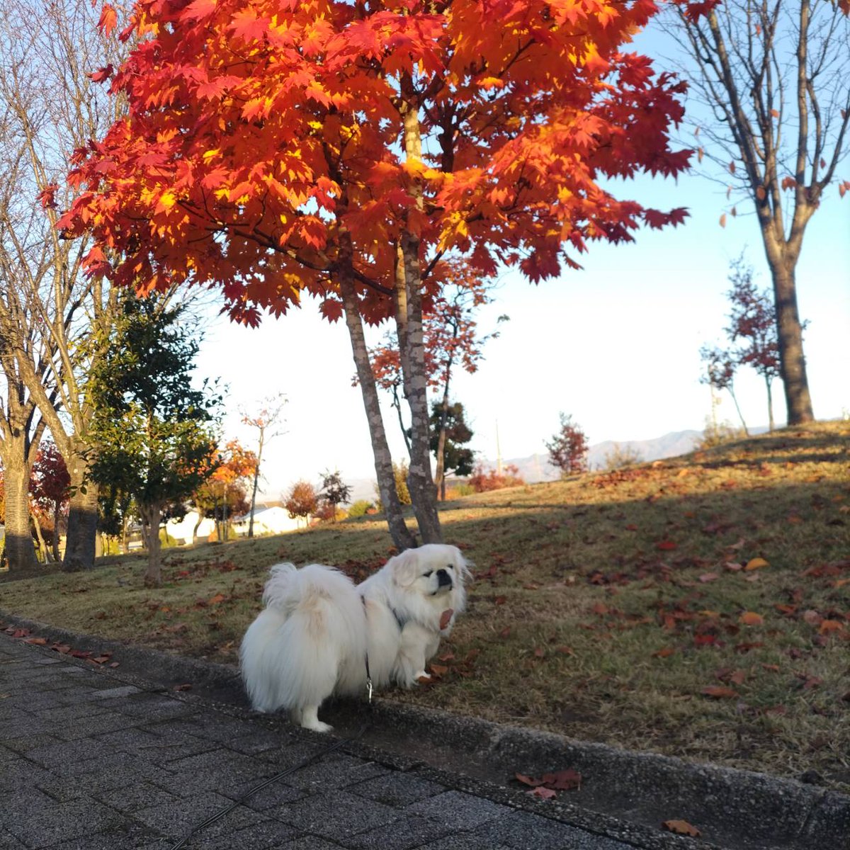 カエデがきれい〜🍁
顔は(-_-)ww