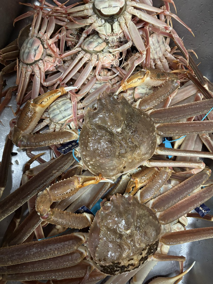 香箱、ずわいあります