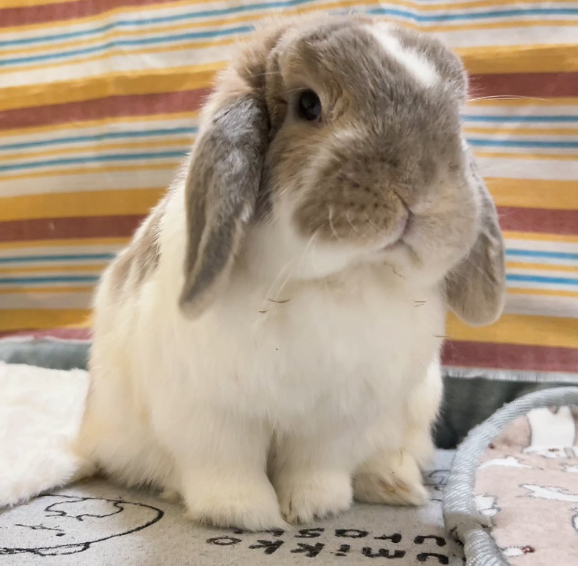 うさぎのココ (@5w1iaVZsovhbpJv) / Posts / X