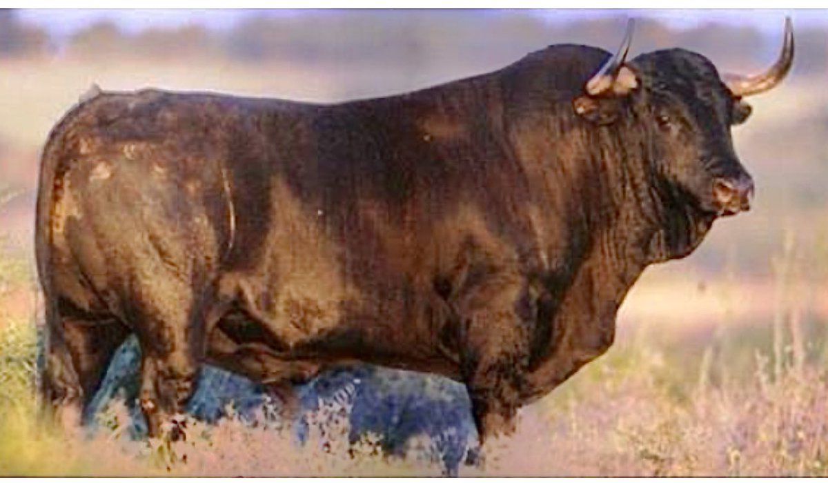 DESJARRETE DE ACHO tweet media