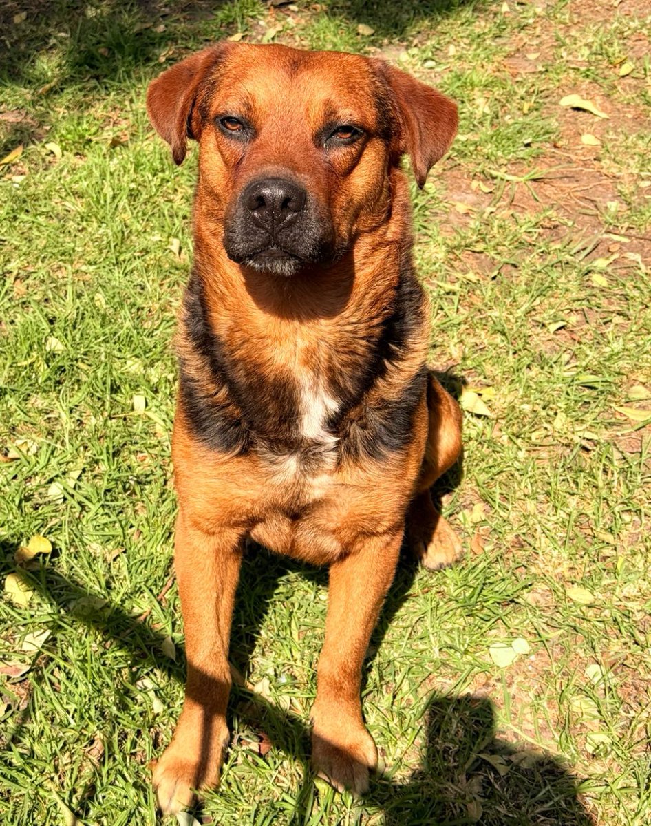 FundacionToby's tweet image. Un día estás derrotado, triste hambriento y con mucho frío una persona con un corazón enorme, te nota voltea a verte y decide ayudarte…

Esta es la historia de este lomito, la foto 1 es de cuando lo encontraron, las siguientes 2 es para mostrarlas al mundo y llegar a la persona…