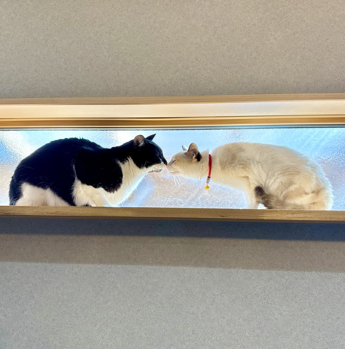 とろろ (@to10ror6ro6) / Posts / X