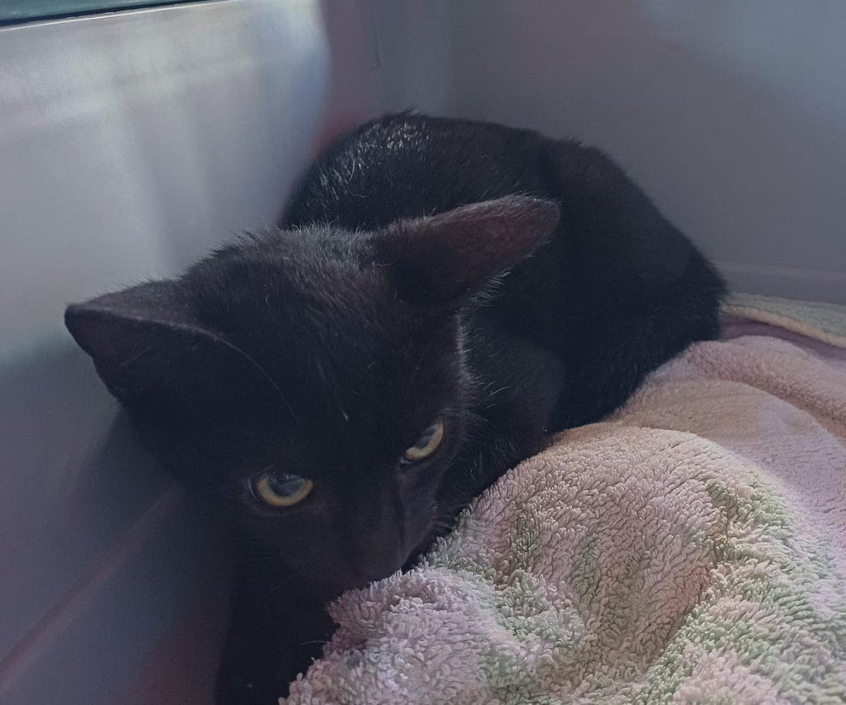 GwadZanimo's tweet photo. Hier des plaisanciers ont récupéré un chat dans la mer. On a recueilli une loque, trempé, épuisé. Dans un panier, sur une serviette éponge et avec une couverture et au soleil. Il a mis la journée à se réchauffer et à réagir. Il va bien désormais mais est traumatisé. https://t.co/y5Z2yT33Jh