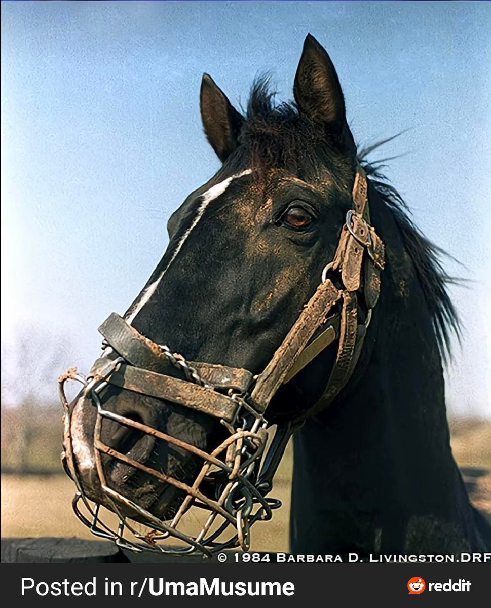 23skiddsy's tweet image. You rang?

But yeah, for everyone who doesn&apos;t know, this is everybody&apos;s grandpa, Halo (sire of King&apos;s dam Goodbye Halo and sire of Sunday Silence). He makes Dream Journey look like a harmless puppy.