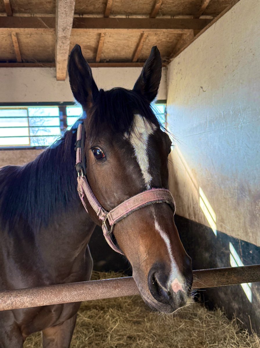 oumanobaketu's tweet image. 門別から園田へ移籍して調整していたマーヤボニータですが、調教中に蹄骨を骨折。レントゲンから現役続行は難しく、引退して今朝牧場へ戻って来ました。ホッカイドウ競馬しか嫌だったのかな😅ホッカイドウ競馬で4勝。全部勝利には立ち会った珍しい馬。ミルクで育てたしね。お疲れさま。ゆっくり治そう…