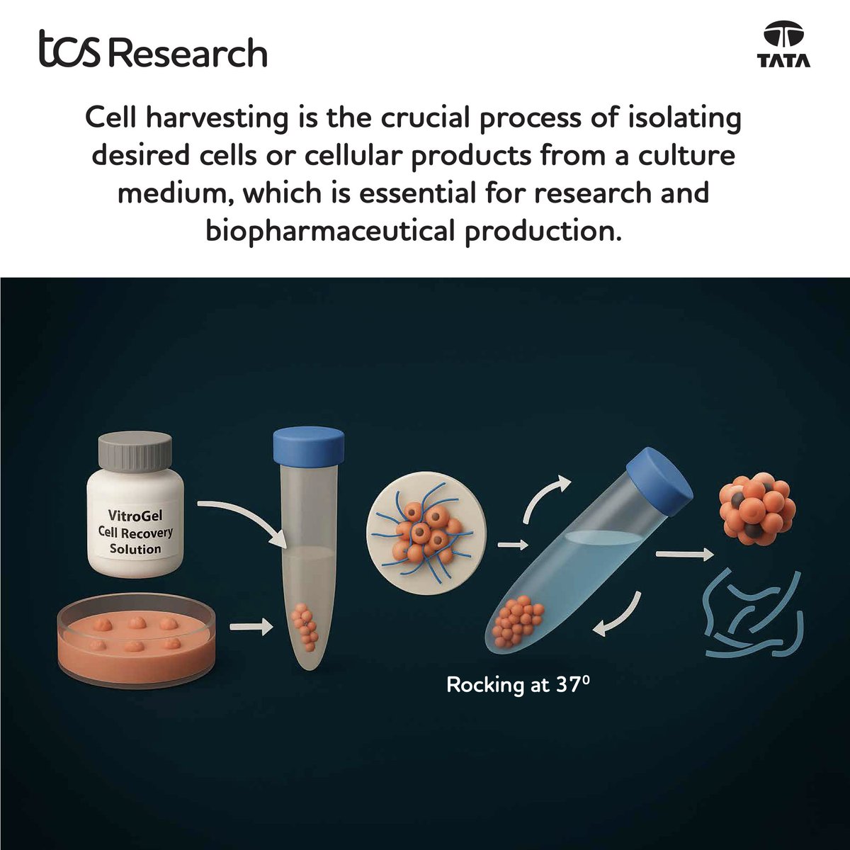 TCSResearch's tweet image. Acoustic Wave Separators (AWS) can be used in cell harvesting but may not always work efficiently.
Our researchers have patented a digital twin for AWS that monitors the process in real-time and dynamically optimizes parameters to ensure maximum efficiency in biomanufacturing.…
