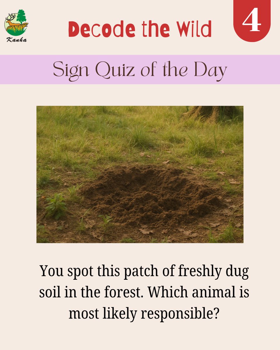 TrKanha's tweet photo. Who do you think has been busy digging here? 
Decode the Wild and drop your guesses below!

#kanhatigerreserve #ntca #aite2026 #decodethewild 
#tigerestimation #kanha #wildlifetracking #forestsigns https://t.co/KHlNeSlIW1