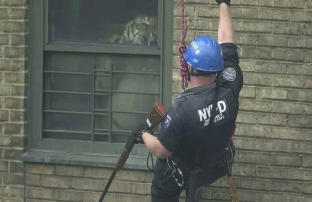 historyinmemes's tweet image. A NYC police officer comes face-to-face with Ming, a 425-pound tiger secretly living in a Harlem apartment. (2003)