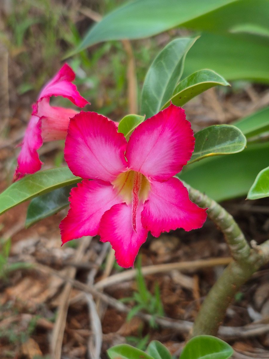 Hughesers's tweet image. My little desert rose has bloomed for the first time....
I took this cutting nearly 2 years ago