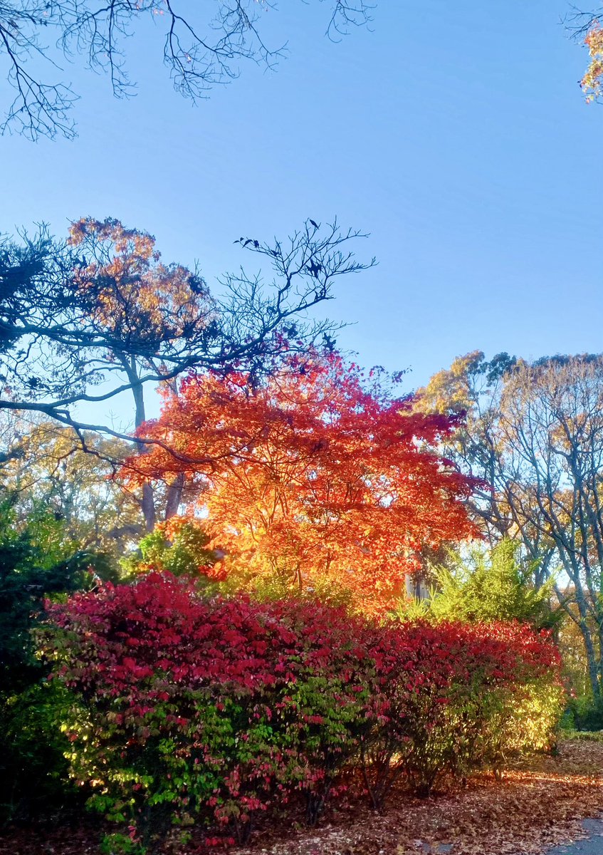 My last fall performances are wrapping up (including a repeat performance of my Providence recital since the original one was advertised at the wrong time on the venue site) and I’ll be spending the rest of November focusing on teaching, research work, and the annual radio