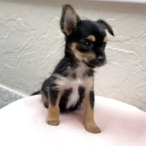 こんにちは！Animallineです🐾本日はチワキーちゃんのご紹介！毛色のコントラストがとっても綺麗な女の子♡両親のいいとこ取りをした姿や性格が魅力的です♪オンライン見学も受け付けておりますので、ぜひぜひご検討ください！📷🐶

animalline.jp/breeder/pet/de…
#Animalline #犬のいる暮らし #チワキー