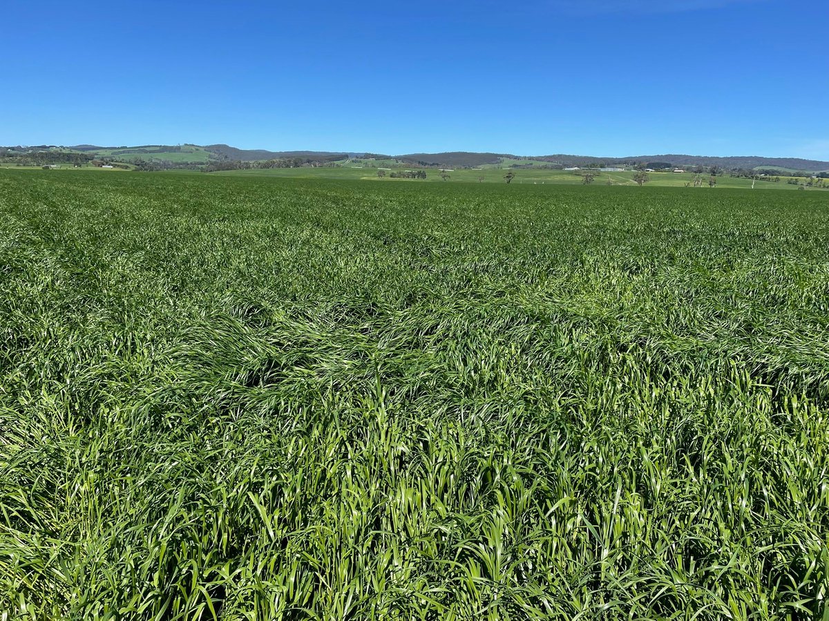 Take a peek at our ryegrass production paddocks, looking exceptional leading into the season 🤩 
Our team are dedicated to supplying you with clean, premium quality seed you can rely on.

#GrowWithConfidence #Ryegrass
