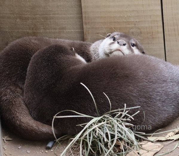 【まーちゃんさま】*pottery animal ✵ツリーを見つめる ワンちゃん 飼猫 (@kaineko2929) / Posts / X