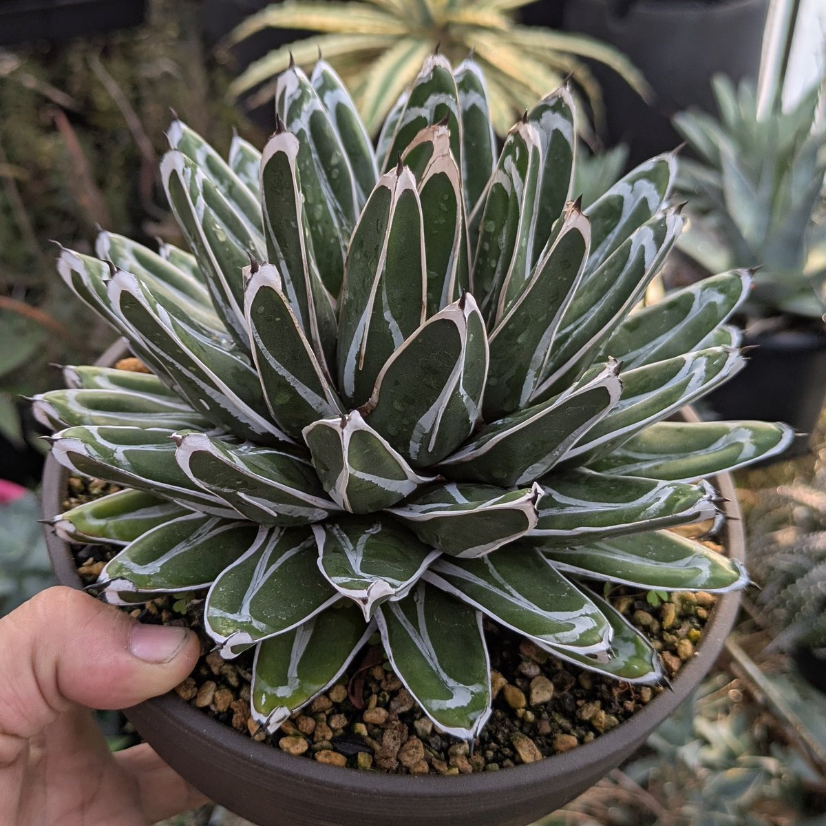 アガベ ヴィクトリアレジーナ ' 笹の雪 ' コンパクタ Agave victoriae