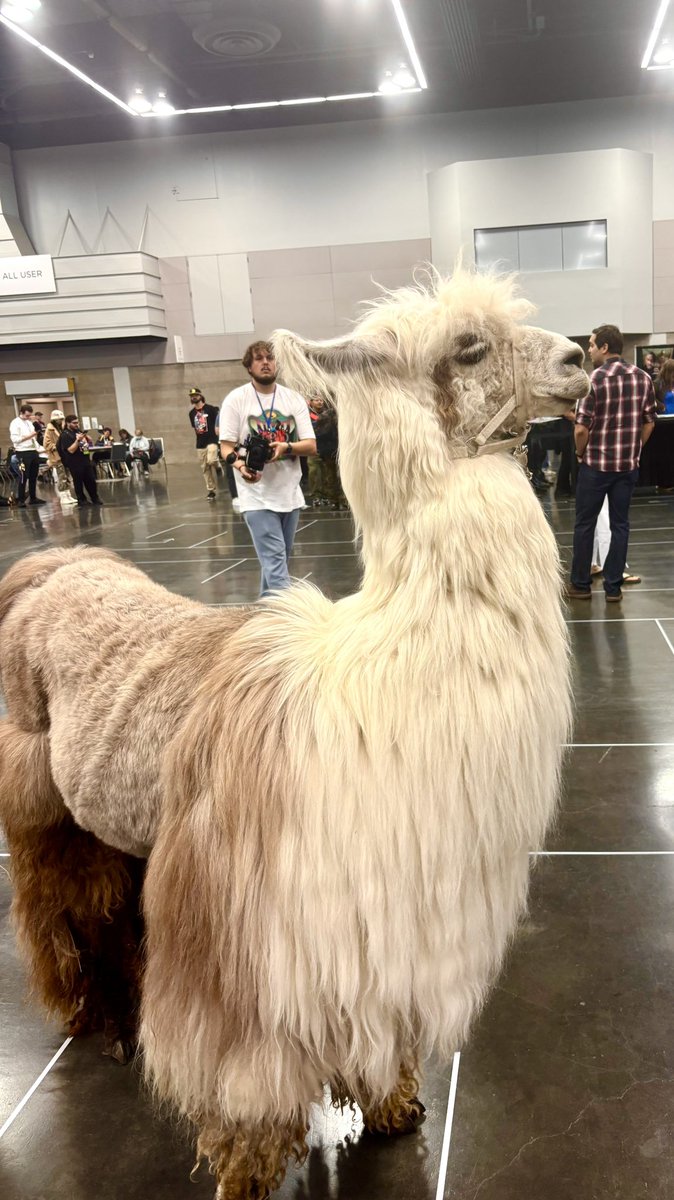 #throwbackthursday 

In recent weeks, there were times I could have used an #emotionalsupport lama. 
So glad I got to meet this beautiful animal @retrogamingexpo !

Wouldn’t it be cool to have an emotional support #lama in your backyard #truestory #animallovers #voiceoveractress