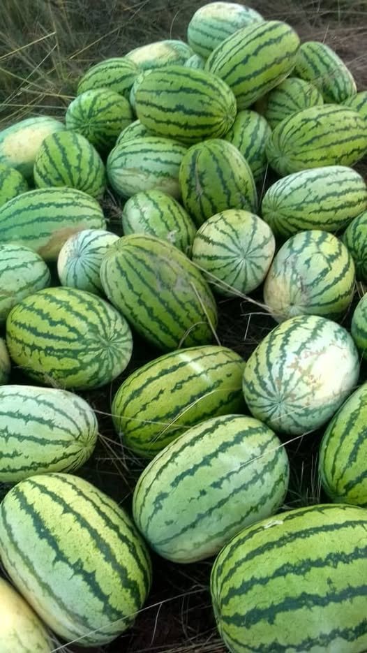 FreshDaramombe's tweet photo. Watermelon Kito F1.
Rural ZW https://t.co/X7k5swbpRl
