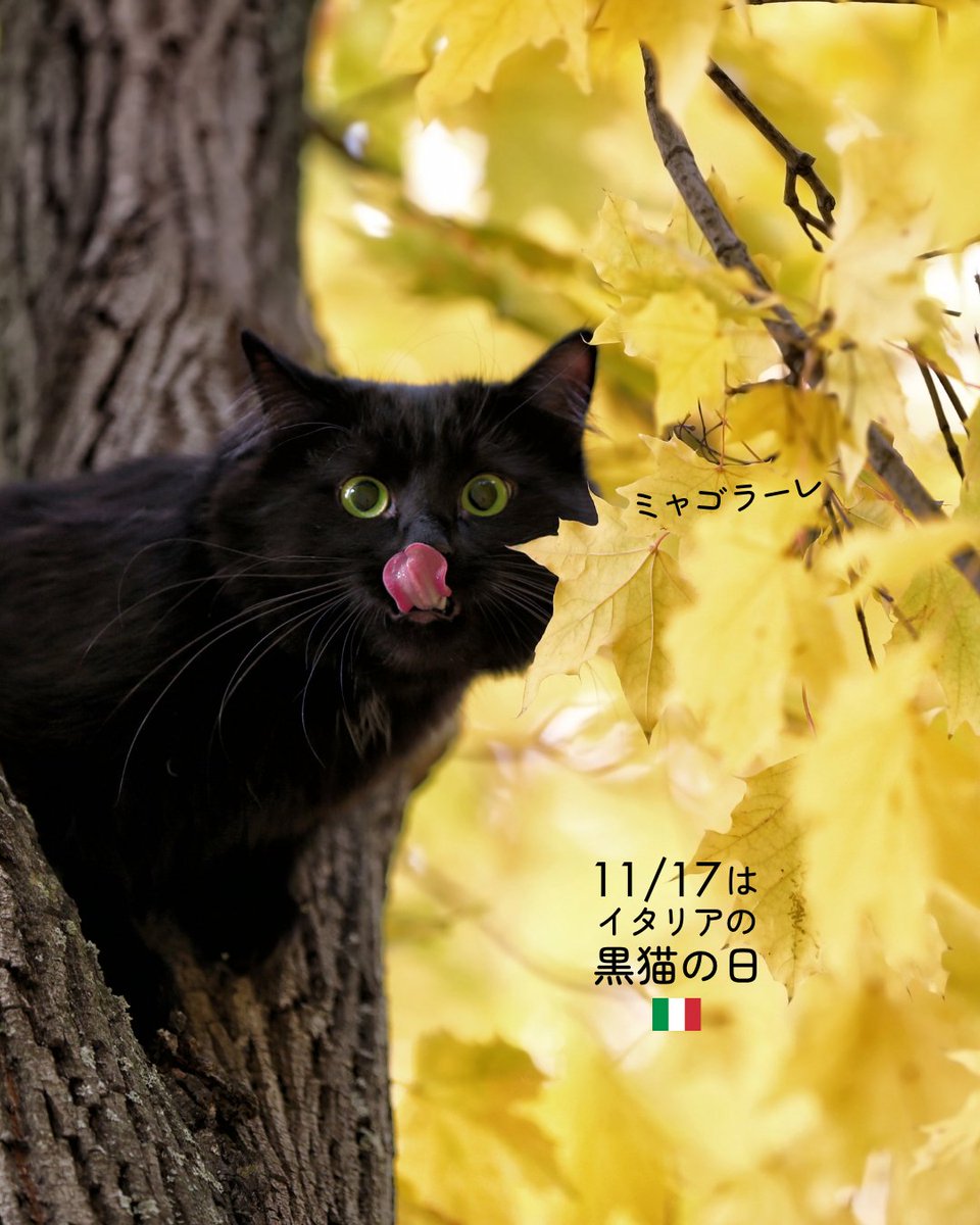 本日11月17日はイタリアの #黒猫の日！イタリアのにゃんこは