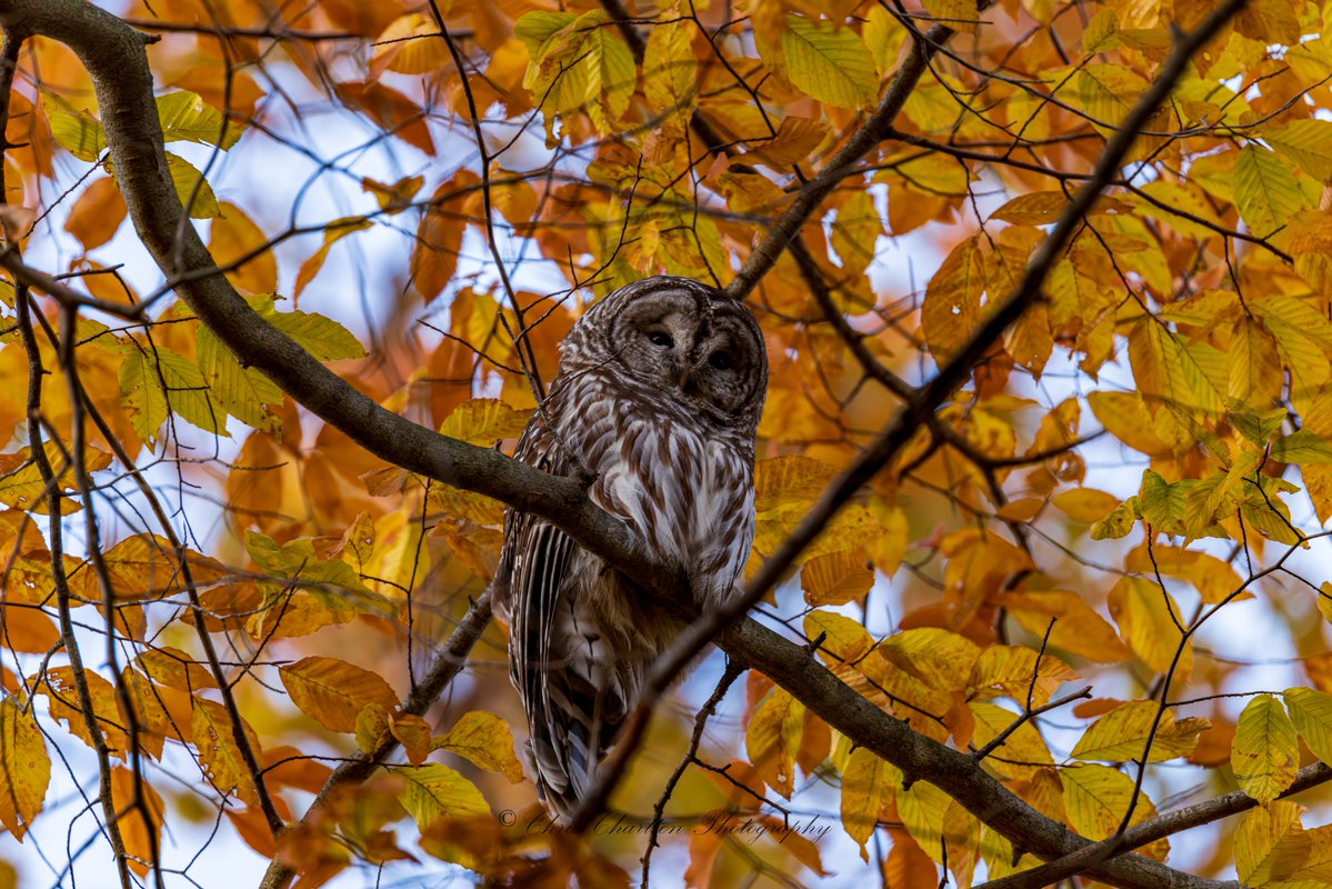 CSDCPhoto's tweet image. I don&apos;t think I could have found this Barred Owl 🦉 perched in a better spot.  I have more posting this evening and tomorrow that are even better!  Had a hard time picking between these 2 so just posting both together, I&apos;m curious to know which is your favorite:
🍂1 - looking at…