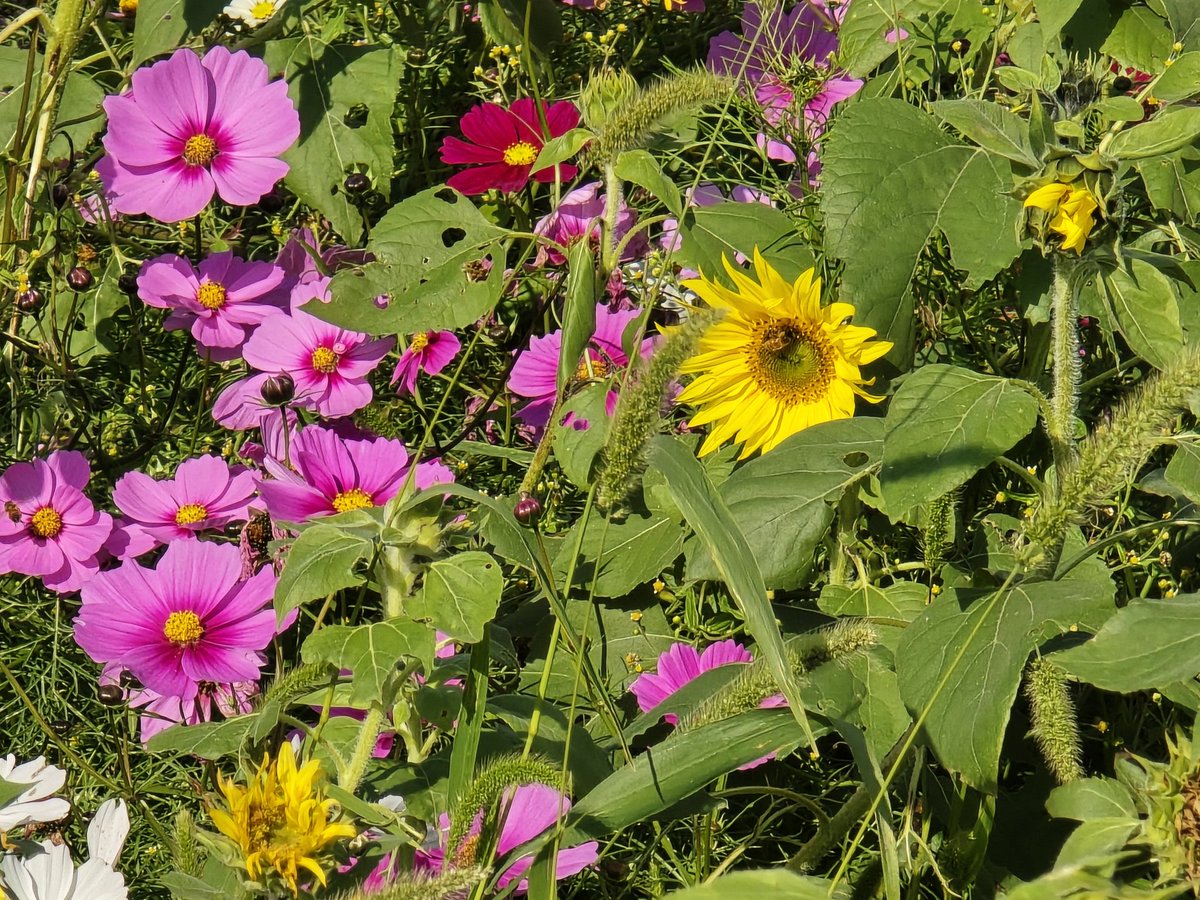 向日葵確認ページ imgrc0114293383.jpg