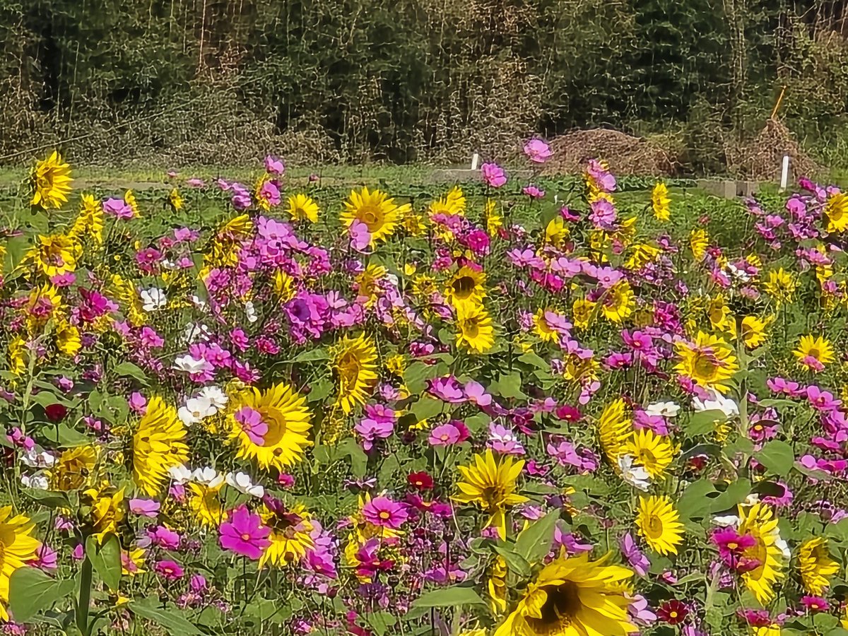 向日葵ページ ワーリースクイグズ向日葵（黄）：おもちゃ：百町森
