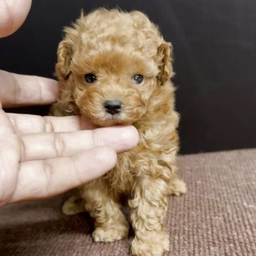 こんにちは！Animallineです🐾本日はタイニープードルのご紹介！とっても小さくて可愛い男の子♪クリクリの毛並みがキュートですね♡パパ譲りでティーカップよりのサイズだそう♪11月26日よりお迎え可能です！ぜひご検討を！

animalline.jp/breeder/pet/de…
#Animalline #犬のいる暮らし #タイニープードル