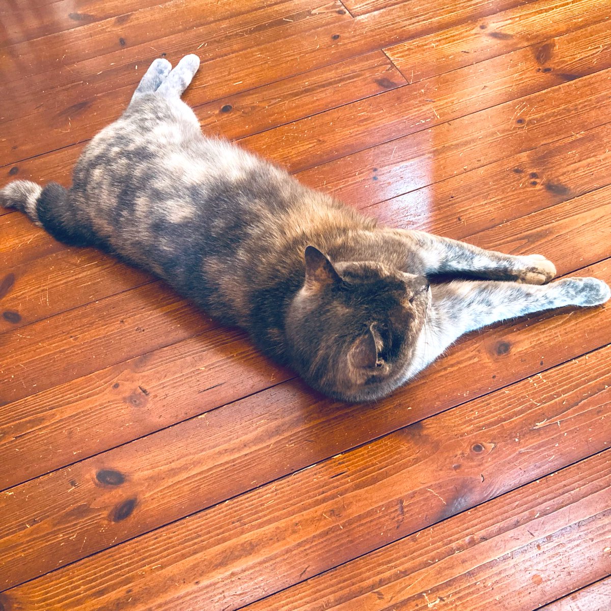 猫ちゃんに癒されてます。かわよ🐈