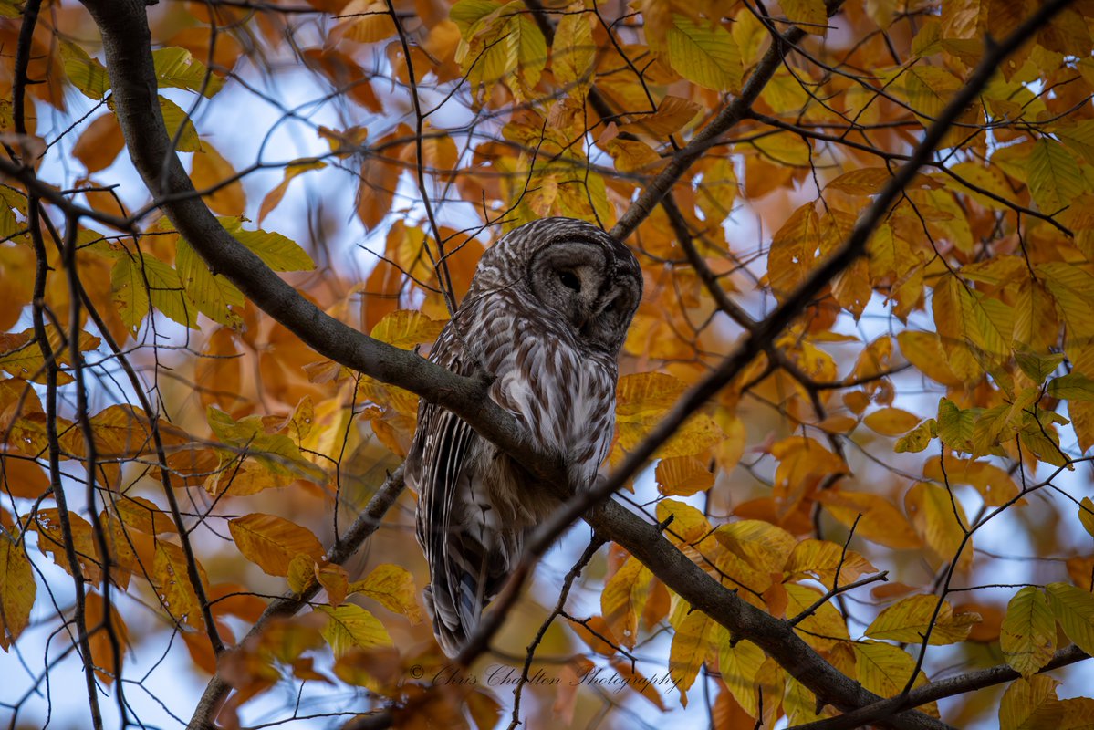 CSDCPhoto's tweet image. I don&apos;t think I could have found this Barred Owl 🦉 perched in a better spot.  I have more posting this evening and tomorrow that are even better!  Had a hard time picking between these 2 so just posting both together, I&apos;m curious to know which is your favorite:
🍂1 - looking at…