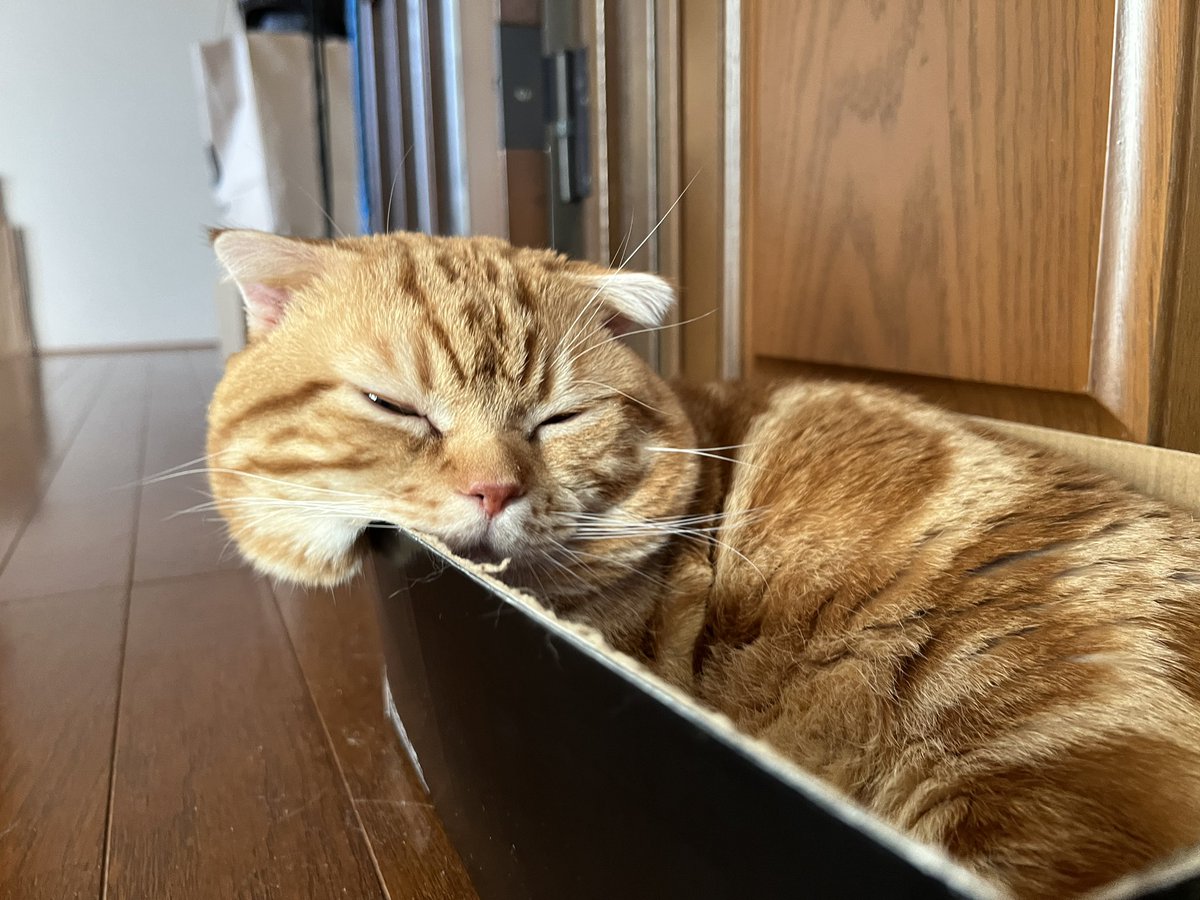 本日はまめ太郎8歳の誕生日です🥳🎉👏
また一年健康元気で溢れるほっぺを見せておくれ🥰