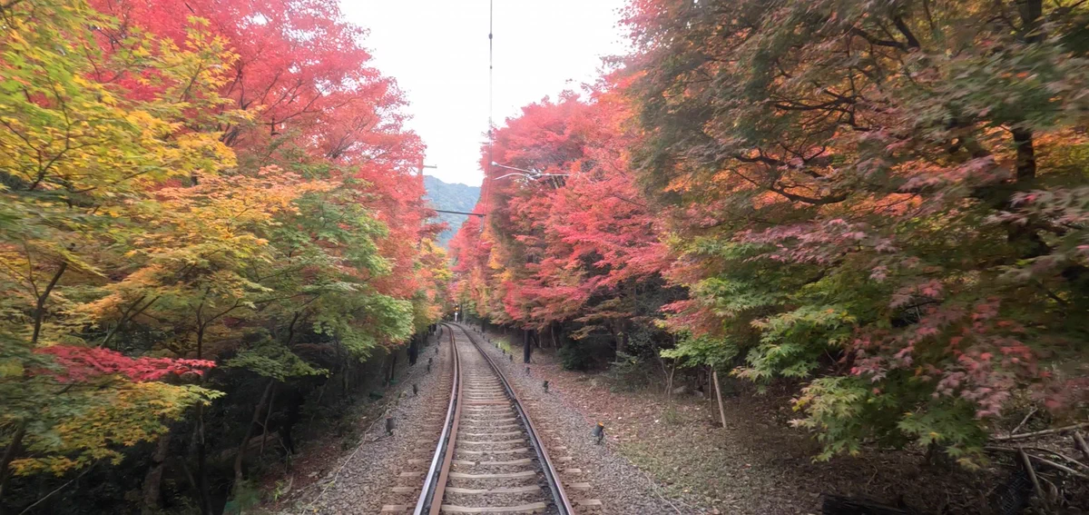 叡山電車【公式】 в X: „紅葉の色づきの状況を判断した結果、期間終了