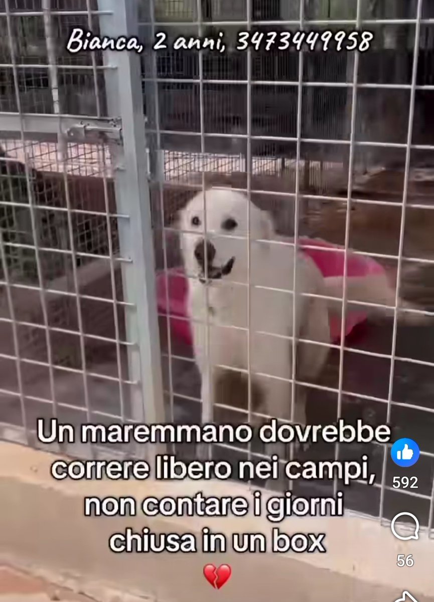 geisup's tweet image. 