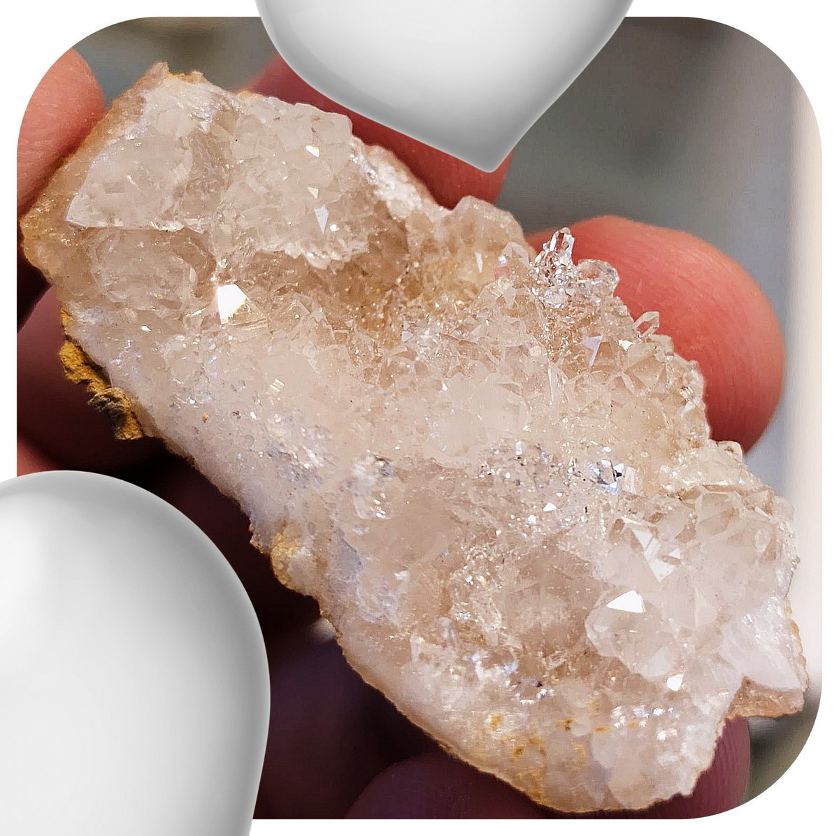 ちっちゃいのいっぱいはえててかわいい 