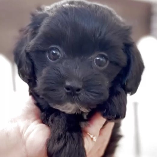 こんにちは！Animallineです🐾本日はマルプーちゃんのご紹介！瞳がクリックリの可愛い女の子♡マルプーでは珍しいブラックカラー！11月15日よりお迎え可能です♪オンライン見学も受付けておりますので、ぜひぜひご検討ください！🐶

animalline.jp/breeder/pet/de…
#Animalline #犬のいる暮らし #マルプー