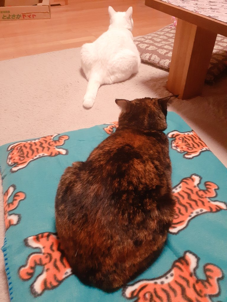 はるるん (@RNPrJ9xfX3PSoaA) / Posts / X