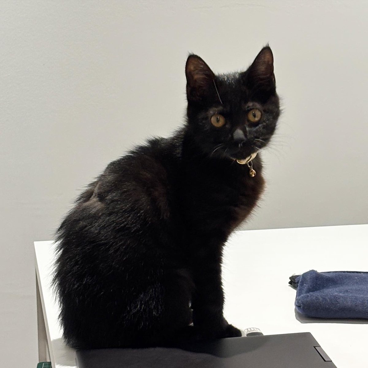 高橋行雄さんの個展にはおこげちゃんがモデルとなった作品も🐈‍⬛ 昨年