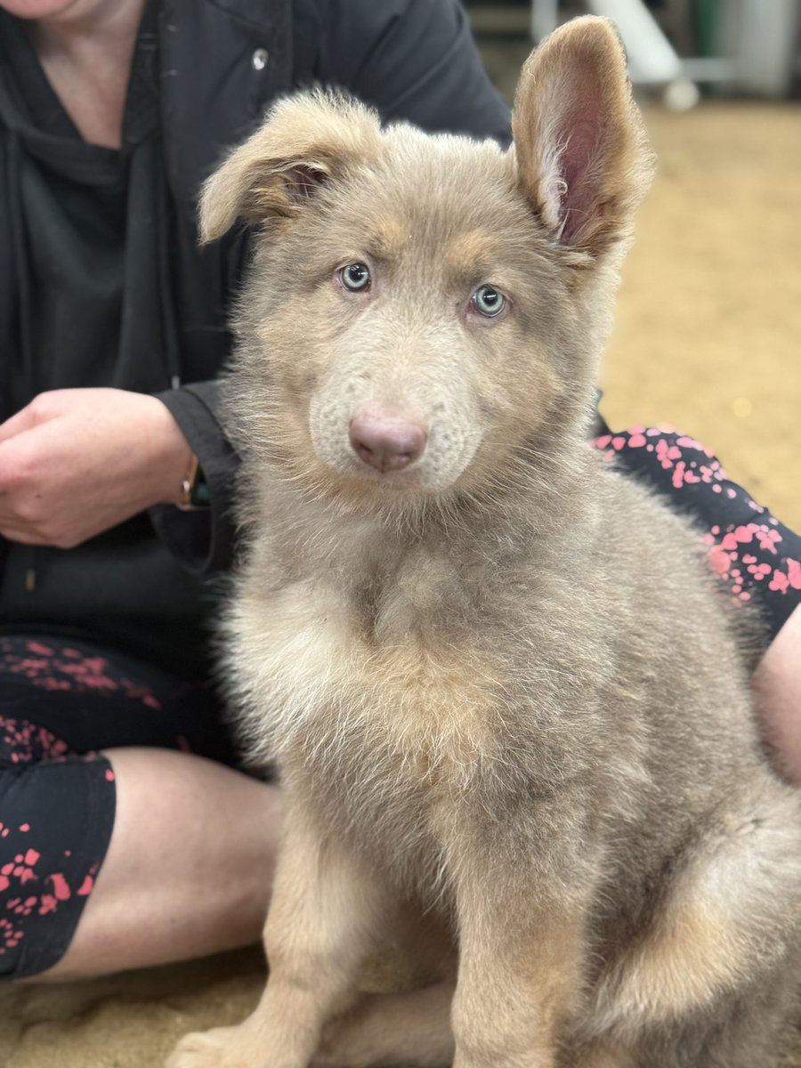 We met Sapphire yesterday — a 10-week-old German shepherd with a rare and powerful job ahead of her. She’s training with her handler to become a Vulnerable Witness Support Dog, helping children feel safe while giving statements about incredibly difficult moments.
A tiny pup