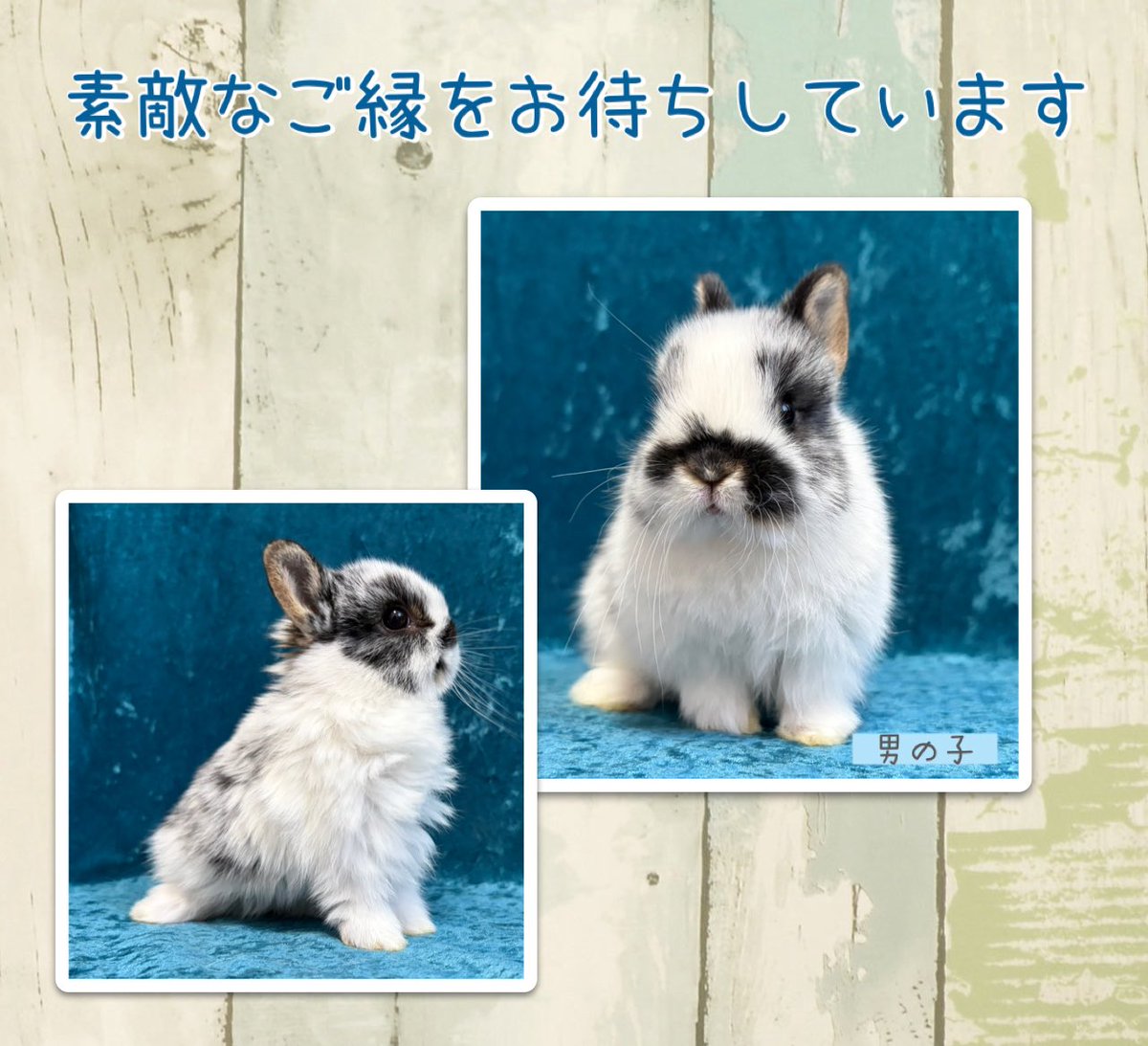 #ローデンツ東京　デビュー決定✨
ご予約開始させて頂きます。

ブロークンブラックオター：男の子

ウェブサイトから【お譲りに関するお願い】を必ずご確認の上、メールフォームよりお問い合わせお願い致します。
chocochiprabbitry.wixsite.com/chocochiprabbi…