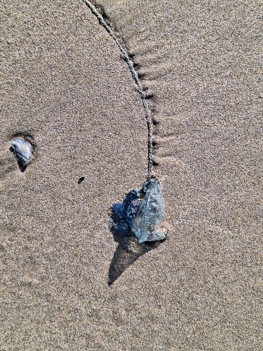 Here is a creature from the ocean. What is it called in your language? In English it is also known as a "bluebottle."