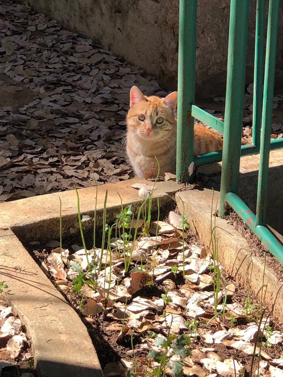 Lovely Friday and a beautiful weekend…🌼🍂☕️🐈🍁🧡🤎💛
My photo 📸

#GoodMorningEveryone 🌼 #CoffeeTime ☕️ #CatsLover 🐈 #WeekendVibes 🍁🍂 #BeKindAlways 💛 #PeaceAndLove 🕊️