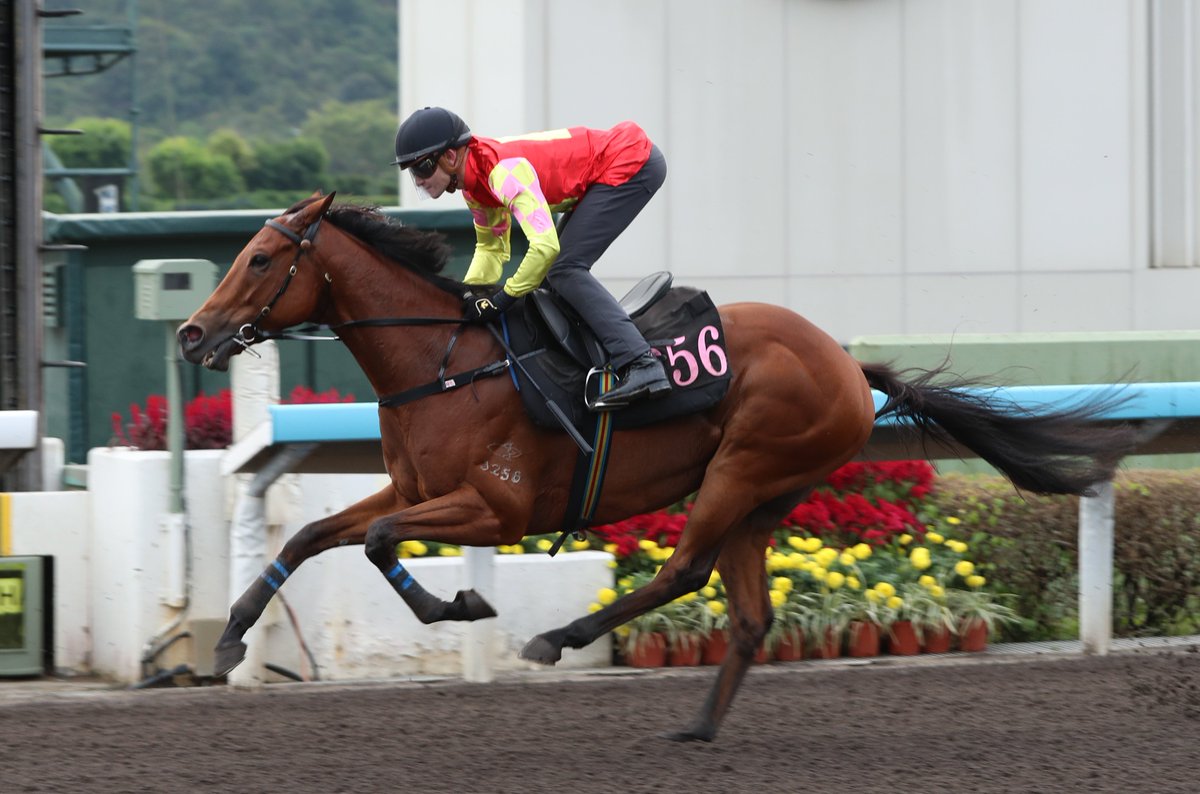 My Wish looking SERIOUSLY good! 🥵

<a href="/LukeFerraris/">Luke Ferraris</a> | #LoveRacing | #HKracing
