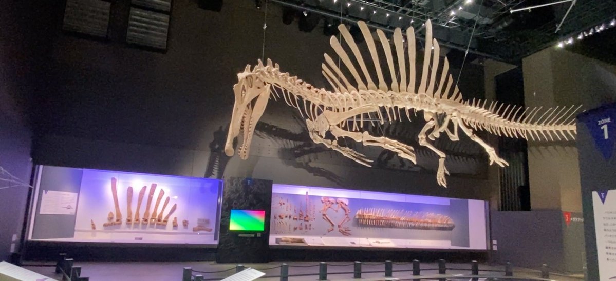 EJR_Paleo_MSc's tweet image. Got a chance to see a lot of #spinosaurs at the @FukuiDinosaurs for #FossilFriday. This includes #Spinosaurus with casts of the original holotype material (left), in addition to material of the neotype specimen (right) in the background. #dinosaurs #paleontology A thread 🧵