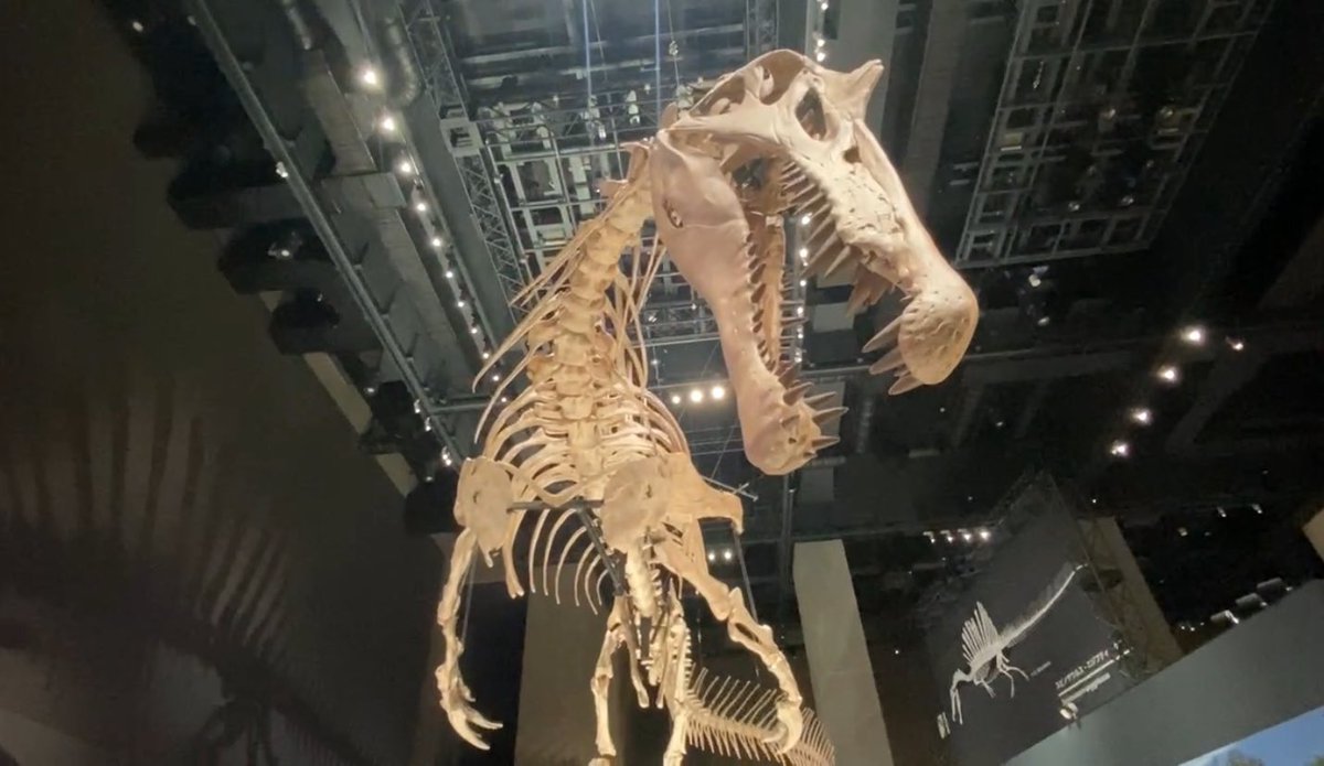 EJR_Paleo_MSc's tweet image. Got a chance to see a lot of #spinosaurs at the @FukuiDinosaurs for #FossilFriday. This includes #Spinosaurus with casts of the original holotype material (left), in addition to material of the neotype specimen (right) in the background. #dinosaurs #paleontology A thread 🧵
