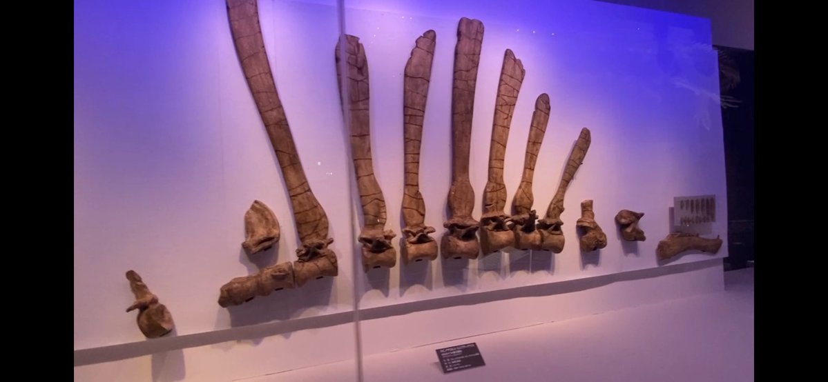 EJR_Paleo_MSc's tweet image. Got a chance to see a lot of #spinosaurs at the @FukuiDinosaurs for #FossilFriday. This includes #Spinosaurus with casts of the original holotype material (left), in addition to material of the neotype specimen (right) in the background. #dinosaurs #paleontology A thread 🧵