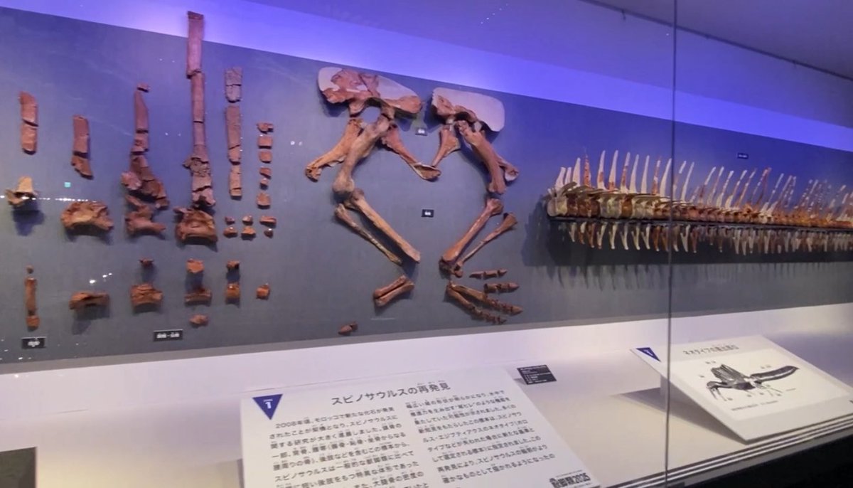 EJR_Paleo_MSc's tweet image. Got a chance to see a lot of #spinosaurs at the @FukuiDinosaurs for #FossilFriday. This includes #Spinosaurus with casts of the original holotype material (left), in addition to material of the neotype specimen (right) in the background. #dinosaurs #paleontology A thread 🧵