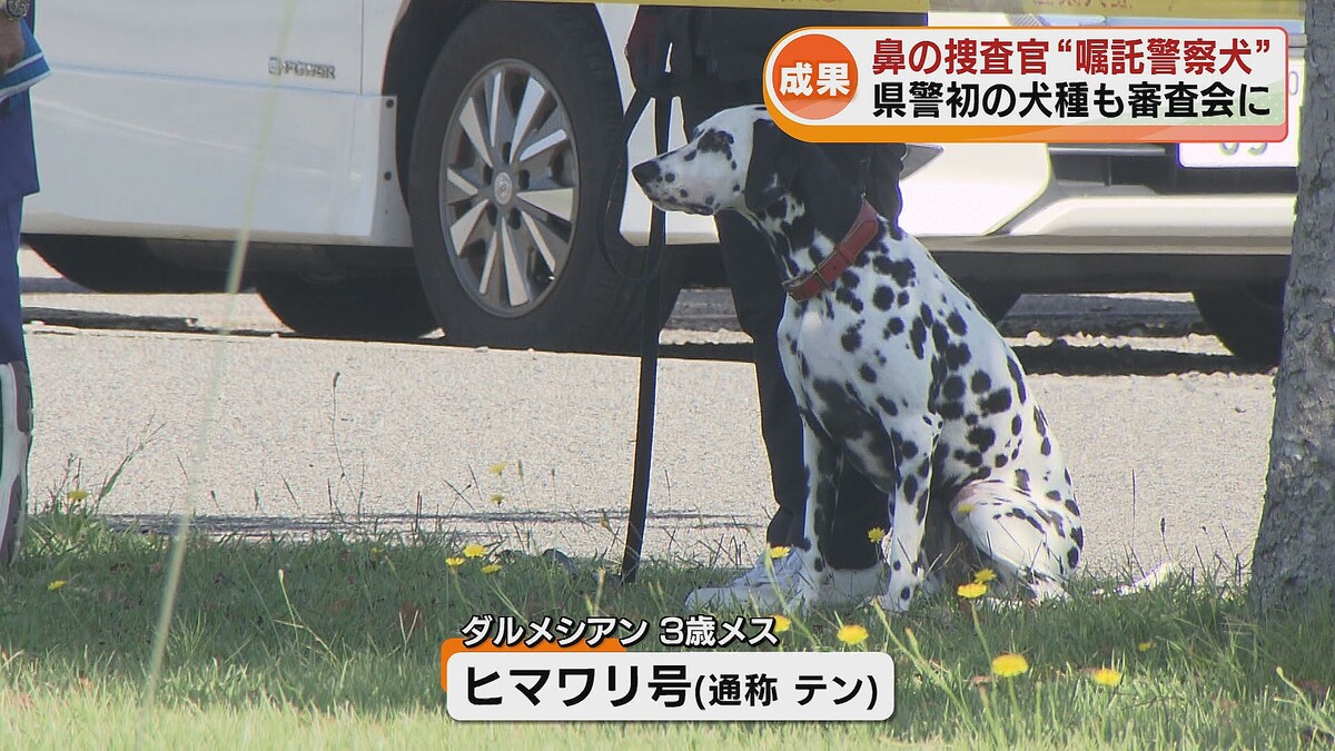 【しばり撤廃】ダルメシアンが新潟県警で初の合格 嘱託警察犬の審査会で8頭を嘱託へ
news.livedoor.com/article/detail…

今回、合格したのはダルメシアン1頭、シェパード5頭、ラブラドール1頭、コリー1頭。数を増やすため、県警はこれまでシェパードやラブラドールなどに限定していた犬種のしばりをなくした。