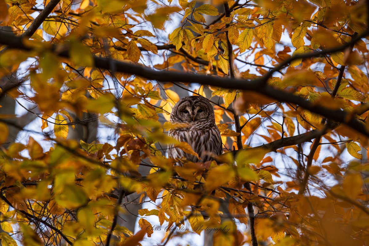 CSDCPhoto's tweet image. Barred Owl through autumns late bloom.
🦉
🗺 - Medina County Ohio
📸Canon EOS R5 Mark 2 || Canon 200-800mm
🦉
#barredowl #birdphotography #wildlifephotograph #Ohio #photooftheday #birdsofprey #canon #photography #natgeo #owlobsession